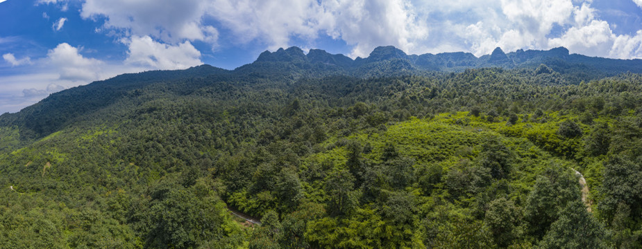 高山竹海