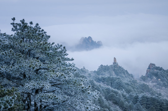 中国安徽省黄山市黄山风景区雾凇