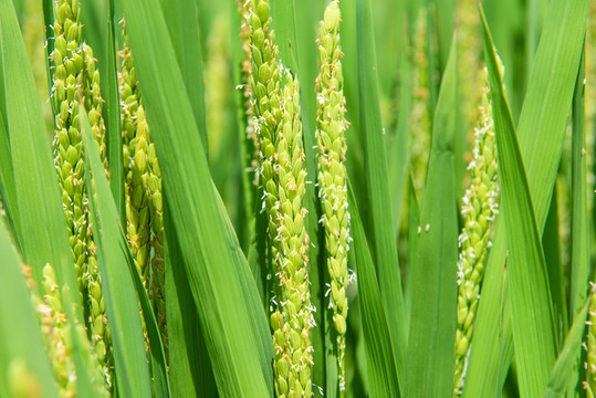 水稻稻花香特写