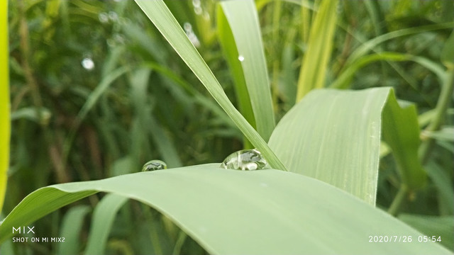 清晨的露珠