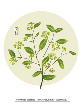 中草藥系列肉桂