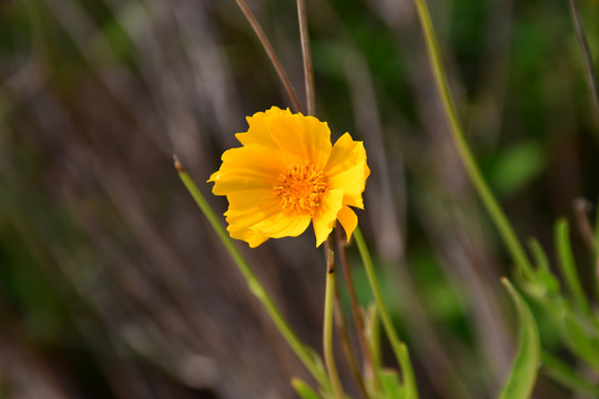 金鸡菊