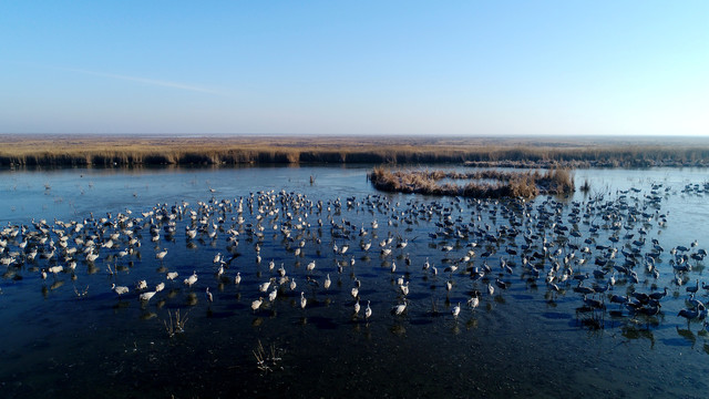 湿地鸟类