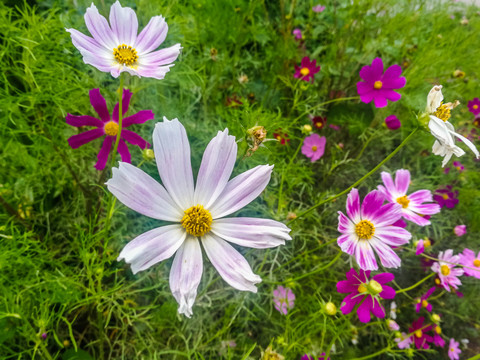 格桑花小花