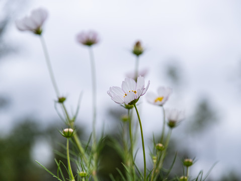 波斯菊