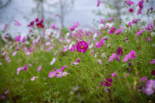 格桑花