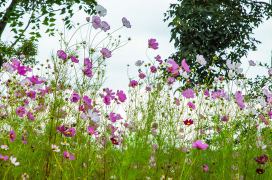 格桑花