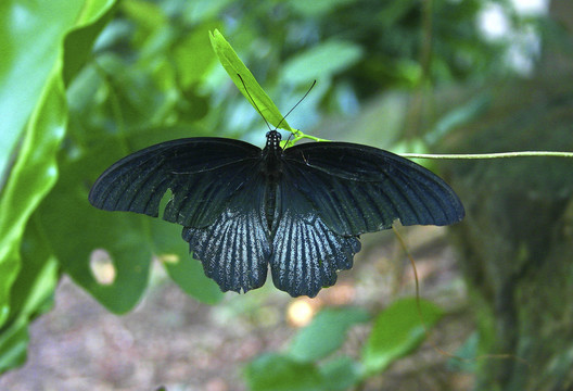 燕尾蝶