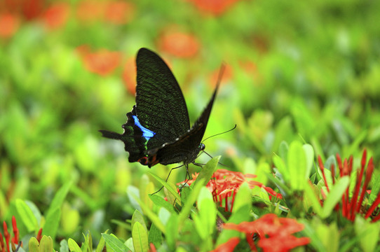 大型釉面燕尾蝶