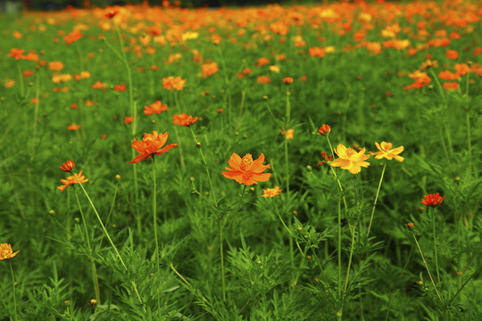 杜鹃花田