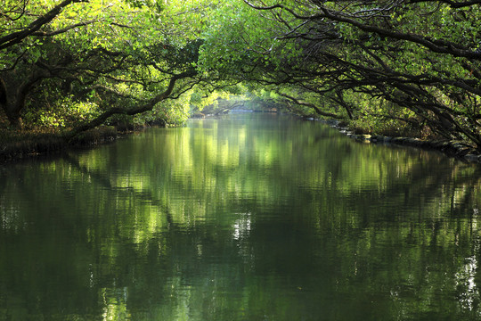 河流森林隧道