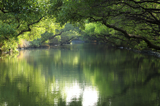 河流森林隧道