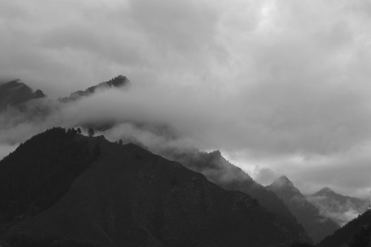 清晨的山林黑白照