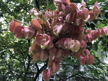 栾树开花结果