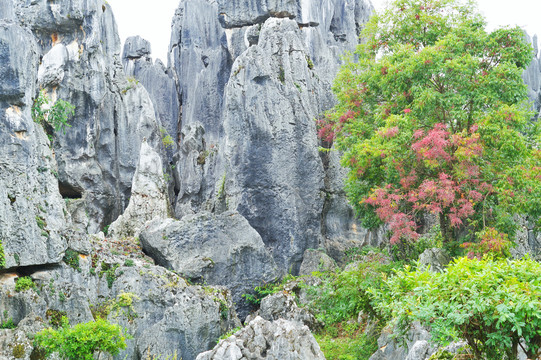 昆明石林风景