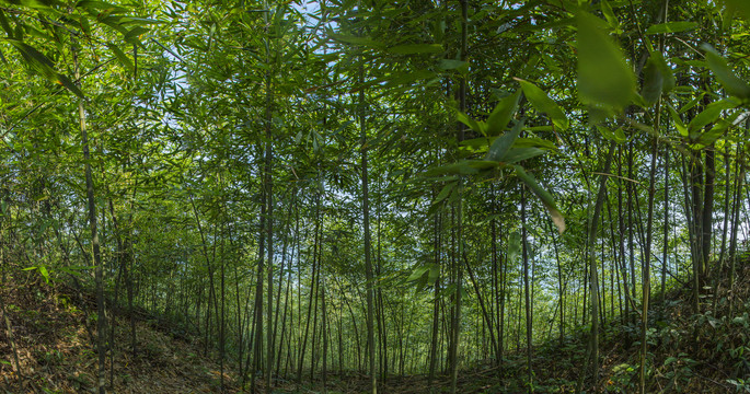 竹林背景