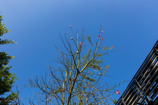 广东湛江木棉花