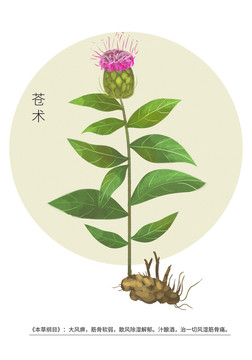 蒼術(shù)