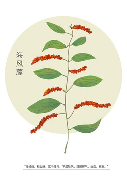 海風(fēng)藤