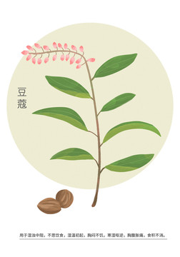 豆蔻草果