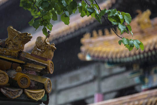 夏日雨中的故宫宫殿屋檐脊兽