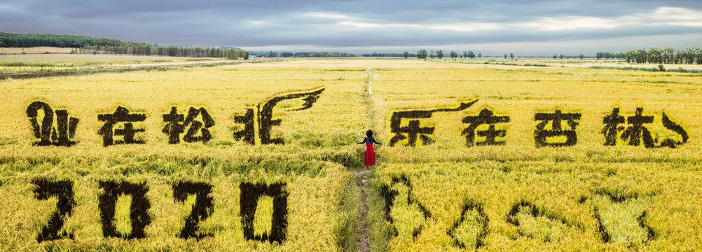 丰收稻田全景