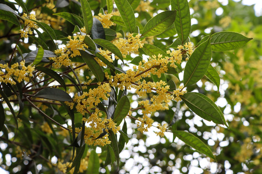 桂花