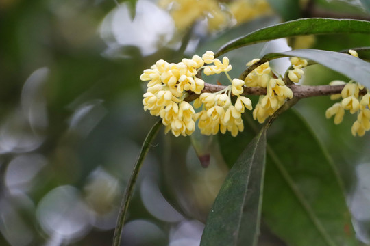 桂花