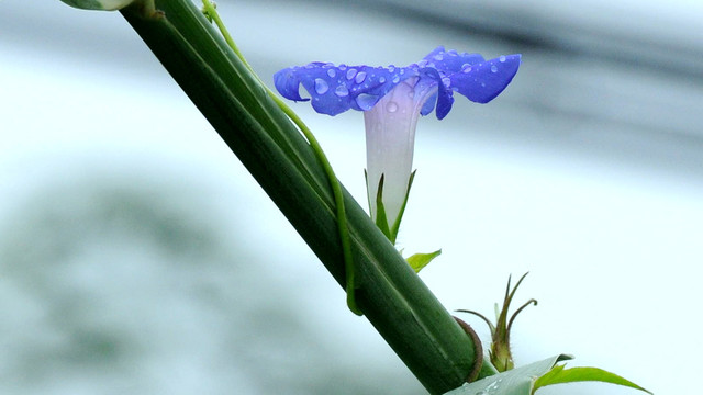 牵牛花