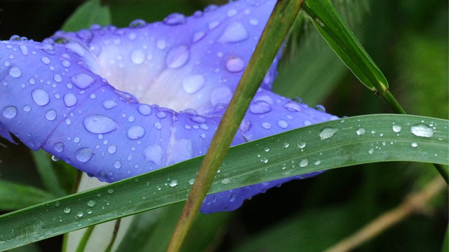 牵牛花