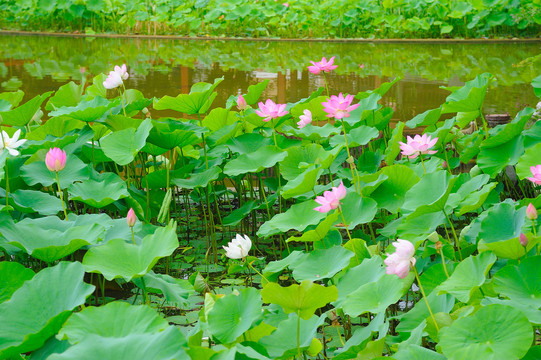 西湖荷花