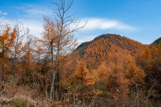 重庆巫山梨子坪森林公园