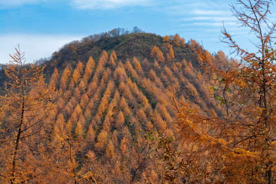 重庆巫山梨子坪森林公园