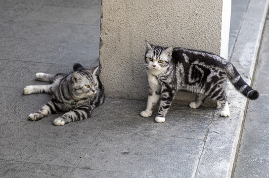 街角的小猫