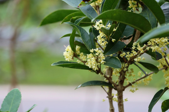 桂花