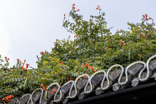 屋顶上的美丽的爬藤植物凌霄花