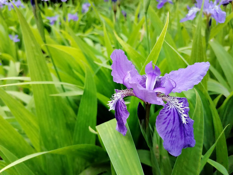 鸢尾花