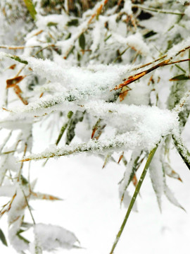 竹叶上的雪