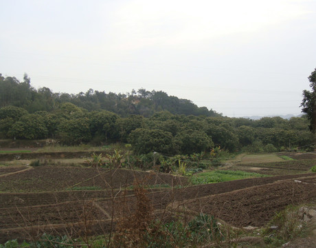 荒废田地