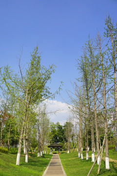 成都桂溪生态公园步行道和树林