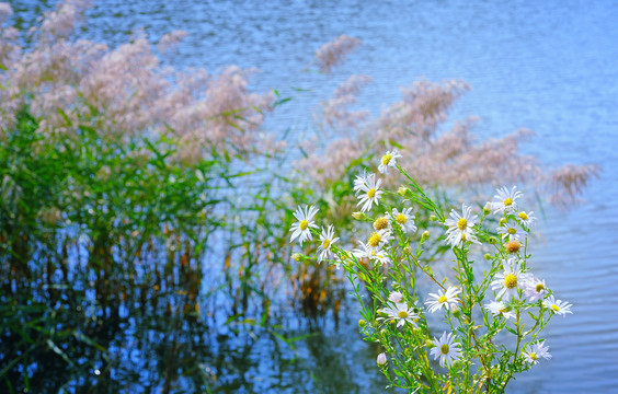 湿地野花