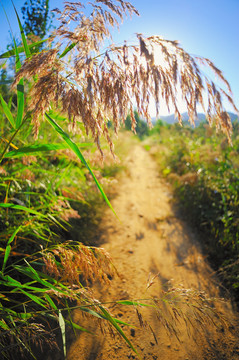 阳光小路