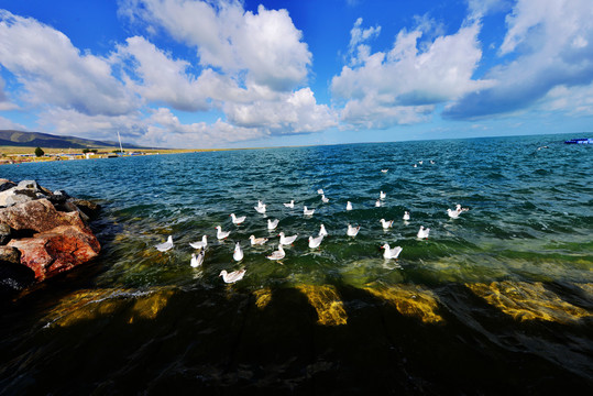 青海湖海鸥