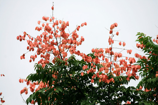 栾树开花