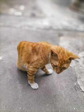 四川简州猫熊猫懒猫