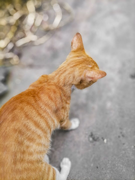 四川简州猫熊猫懒猫