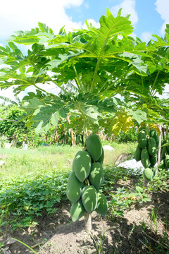 有机木瓜种植农村木瓜树