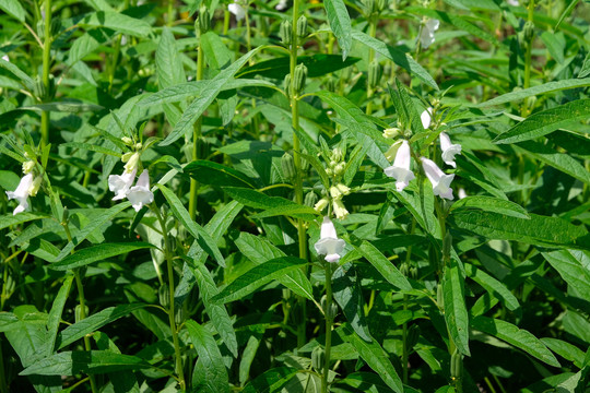 芝麻种植芝麻开花芝麻田