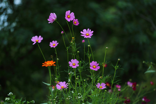 格桑花