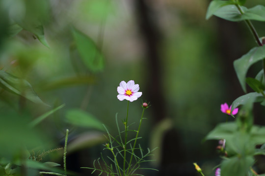 格桑花